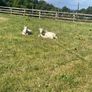 Twin Male Pigmy Goats Image 5
