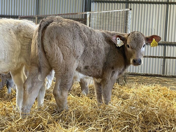 Strong Charolais Heifers