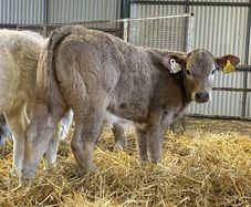 Strong Charolais Heifers