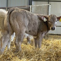 Strong Charolais Heifers