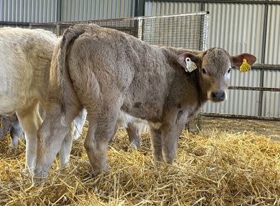 Strong Charolais Heifers