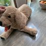Big cuddly dog Image 3