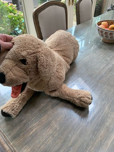 Big cuddly dog