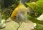 Angelfish