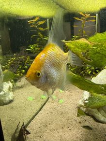 Angelfish