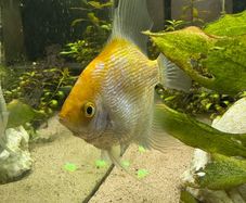 Angelfish