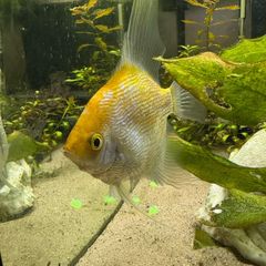 Angelfish