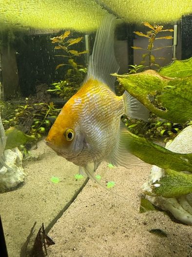 Angelfish