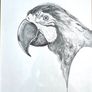 Pencil drawing Ara parrot Image 2