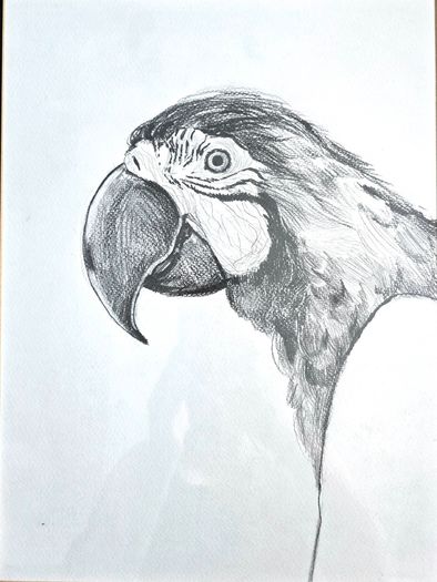 Pencil drawing Ara parrot
