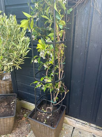 215cm trachelospermum  jasmine highly scented flower jasmine in new rattan pot