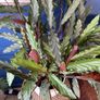 Healthy plant Image 2