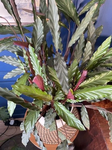 Healthy plant
