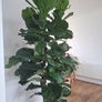 Ficus lyrata Image 3