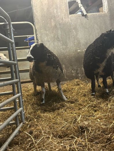 Pure bread Dutch spotted ram lambs