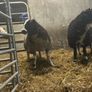 Pure bread Dutch spotted Hogget ram and ram lambs Image 5