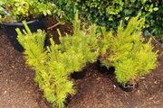 Pinus mugo mugo