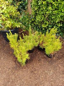 Pinus mugo mugo