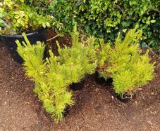 Pinus mugo mugo