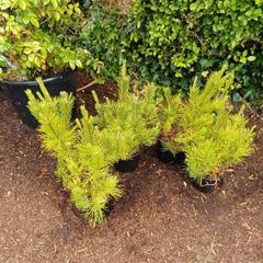 Pinus mugo mugo