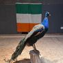 taxidermy peacock Image 3