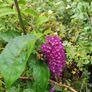 Buddlia Butterfly Bush Image 6