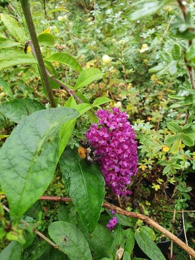 Buddlia Butterfly Bush