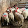 Ewe lambs Image 4
