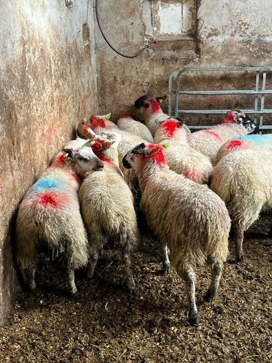 Ewe lambs