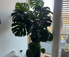 Monstera deliciosa
