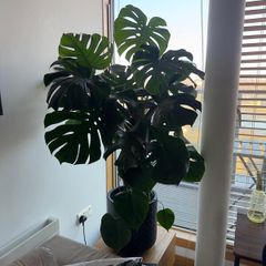 Monstera deliciosa