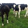 15 FR Incalf Heifers Image 2
