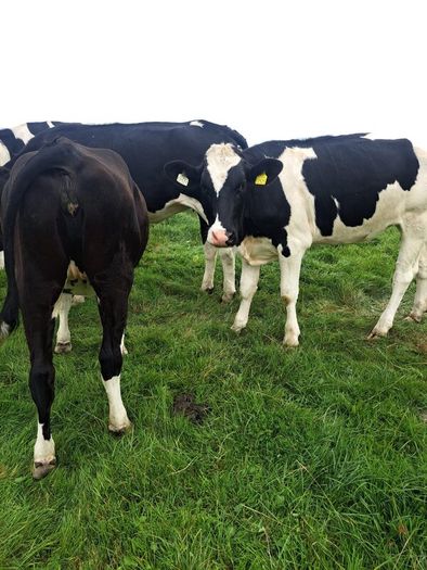 15 FR Incalf Heifers