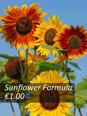 Sunflower seeds from only 1.00 euro