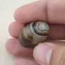 Natural Eyes Pattern Suliemani Agate Bead Amulet Image 7