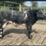 2 show calves for sale Gortatlea Mart 7.30pm. Image 6