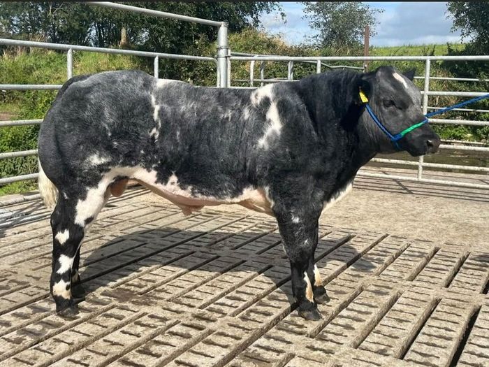 2 show calves for sale Gortatlea Mart