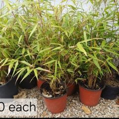 Clumping bamboo non invasive