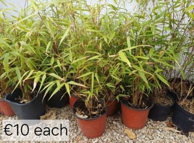 Clumping bamboo non invasive