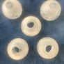 Vintage 50's/60's Set of 5 Opaque Glass Shades with Motif Design. Image 6