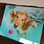 Underwater Dogs and Pups Photography by Seth Casteel on Frameless Printed Tempered Art Glass Image 8