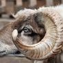1 Rams Horn Soldered to a Quartz Geode Crystal Hone Decor Decoration Alter Image 7