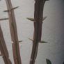 Euonymus alatus 'Blade Runner' Image 4