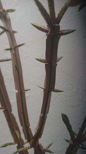 Euonymus alatus 'Blade Runner'