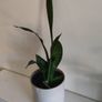 house plants Image 3