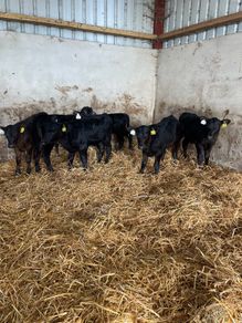 6 nice Angus heifers