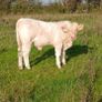 Calves Image 6