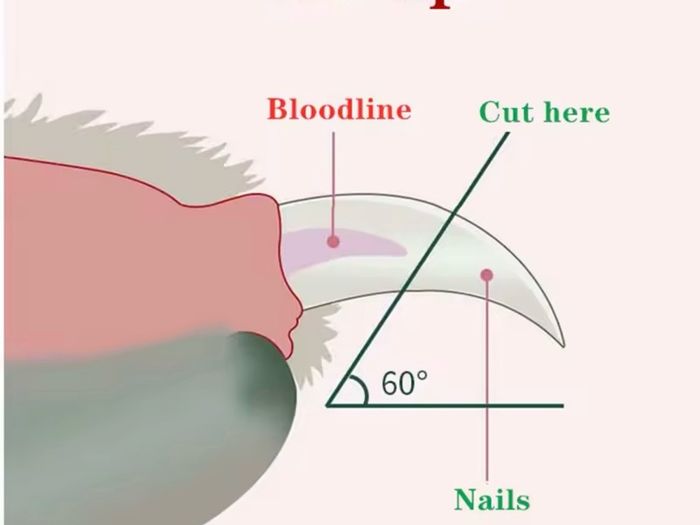 Cat Nail Clipper LED