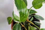 Philodendron White Princess Plant