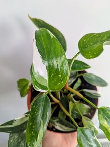 Philodendron White Princess Plant